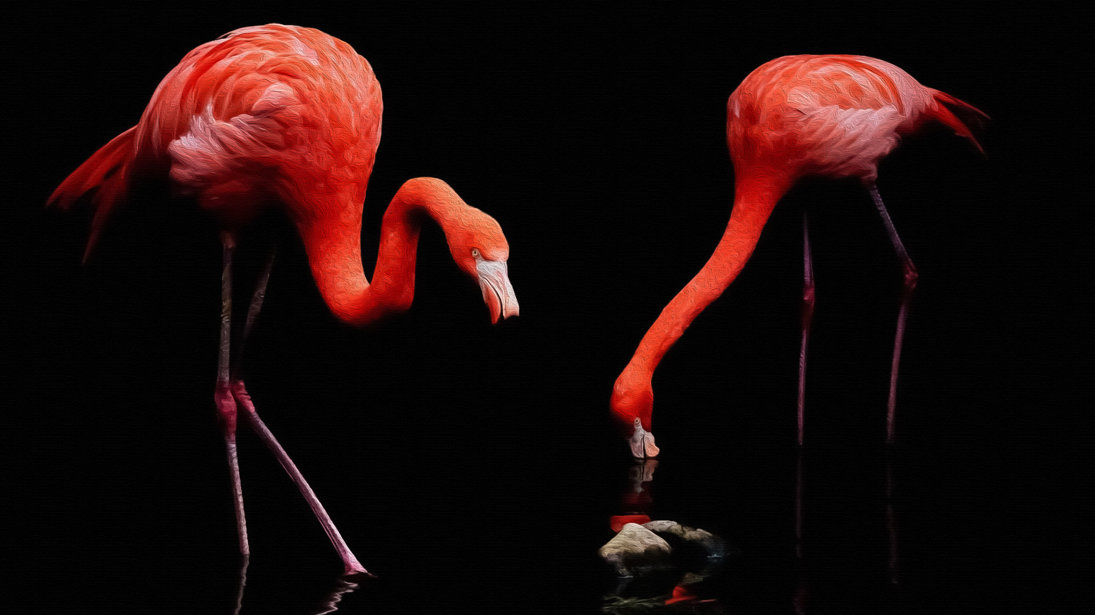 Flamingos