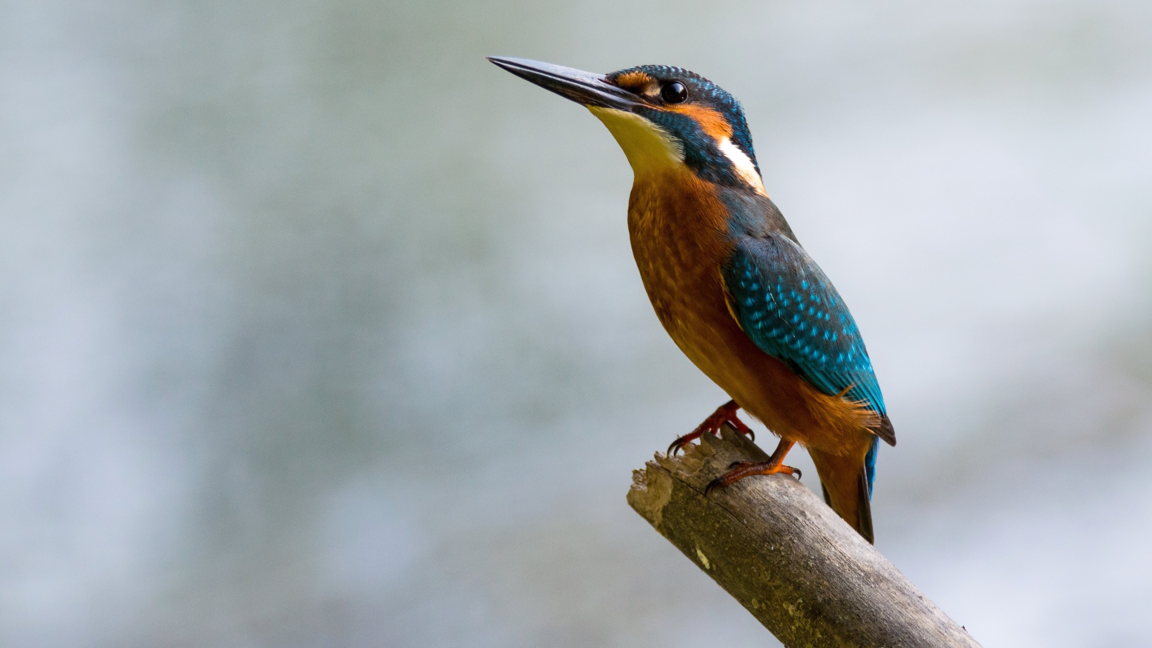 Kingfisher