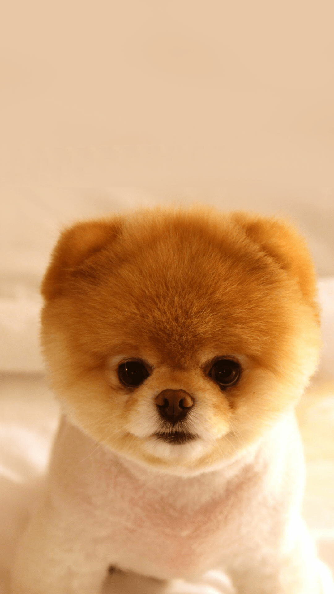 Adorable, baby, dog, iPhone, wallpaper, Perfect, cuteness, 1080x1920, Full, HD, Phone, jpg