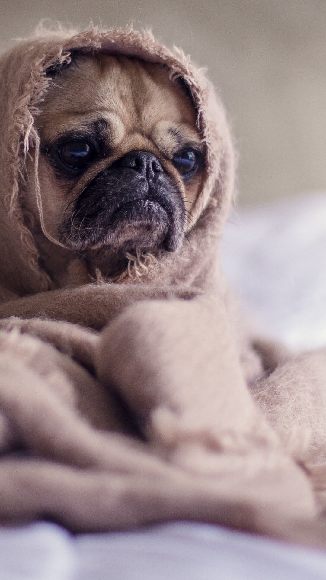 Adorable, pug, UHD, wallpaper, Pug, dog, Ultra, HD, TV, 1080x1920, Full, HD, Phone, jpg