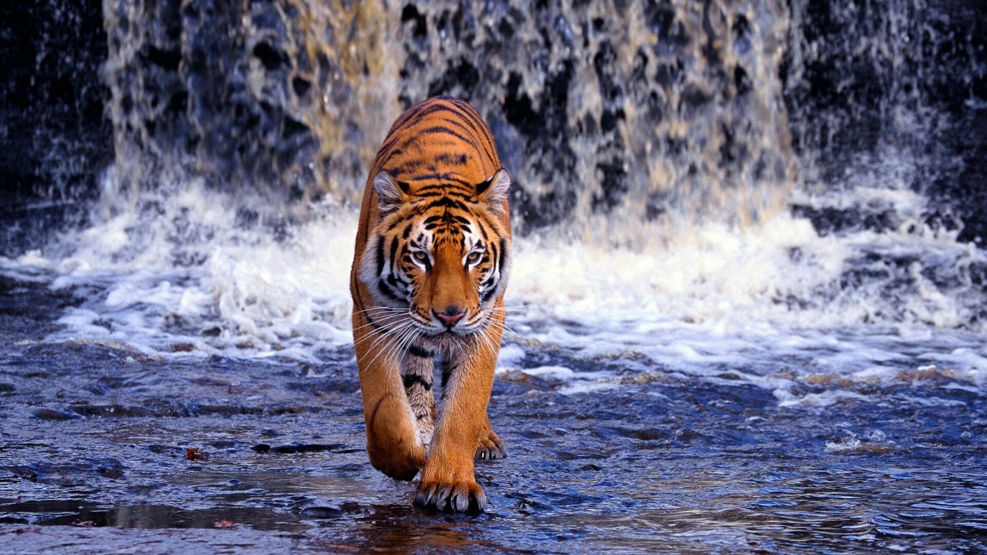 Airbrushed, tiger, masterpiece, Artistic, tiger, imagery, 1920x1080, Full, HD, Desktop, jpg
