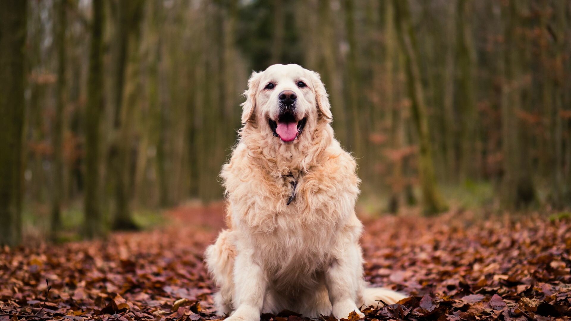 Autumn, foliage, Golden, Retrievers, Wallpaper, 1920x1080, Full, HD, Desktop, jpg