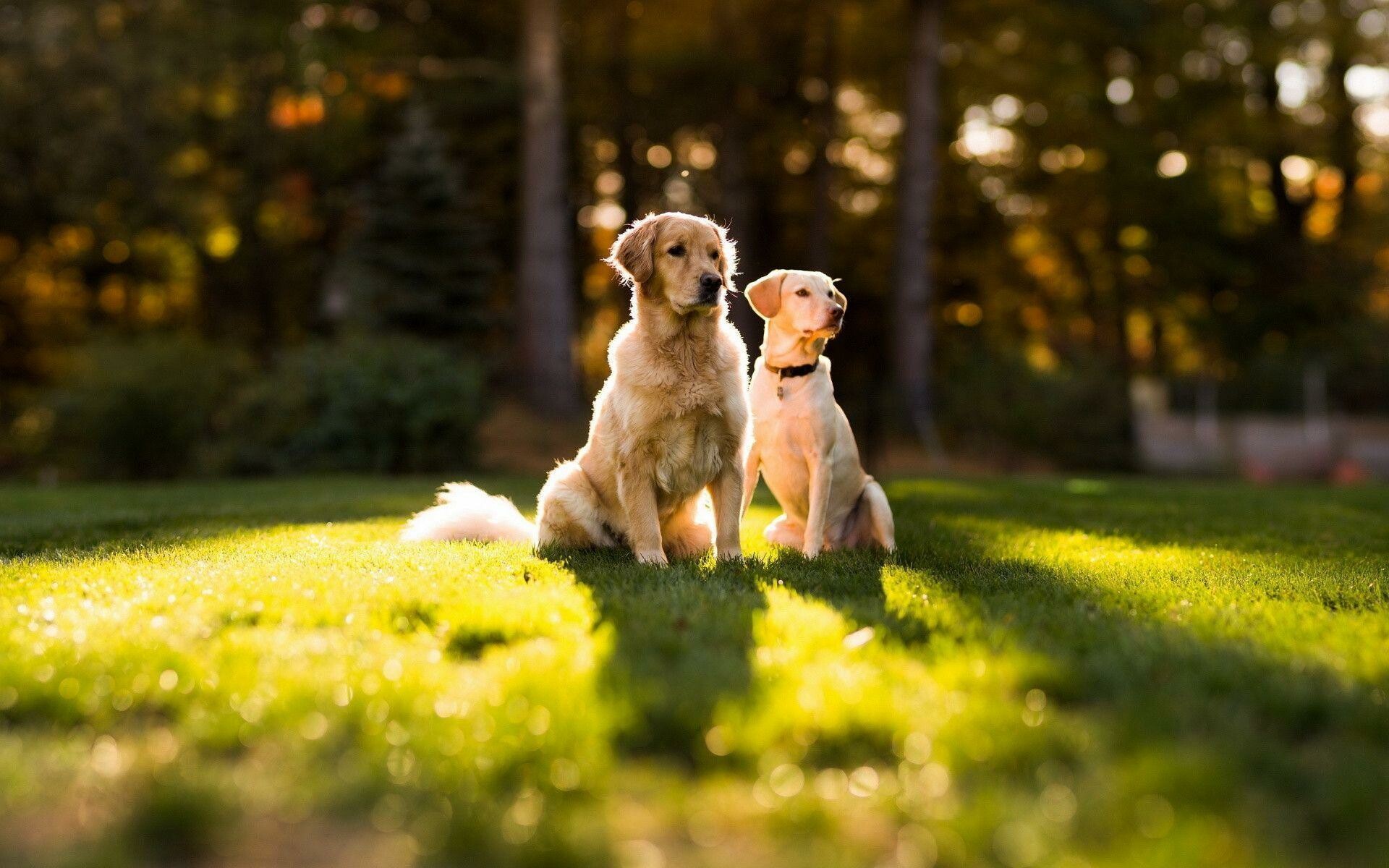 Baby, Golden, Retrievers, Heart, melting, cuteness, Pure, joy, and, happiness, Adorable, innocence, 1920x1200, HD, Desktop, jpg