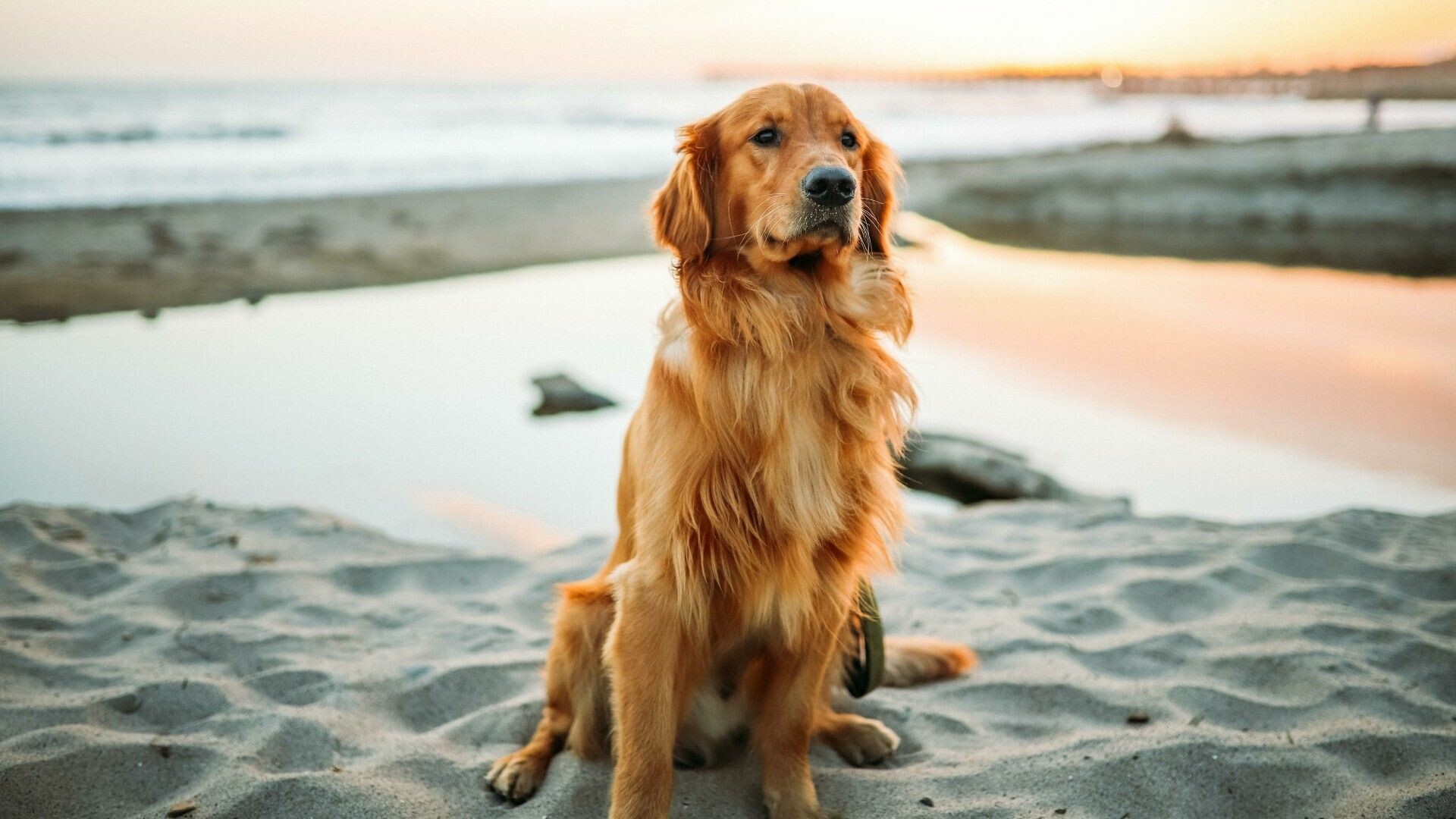 Beach, Golden, Retrievers, Wallpaper, 1920x1080, Full, HD, Desktop, jpg