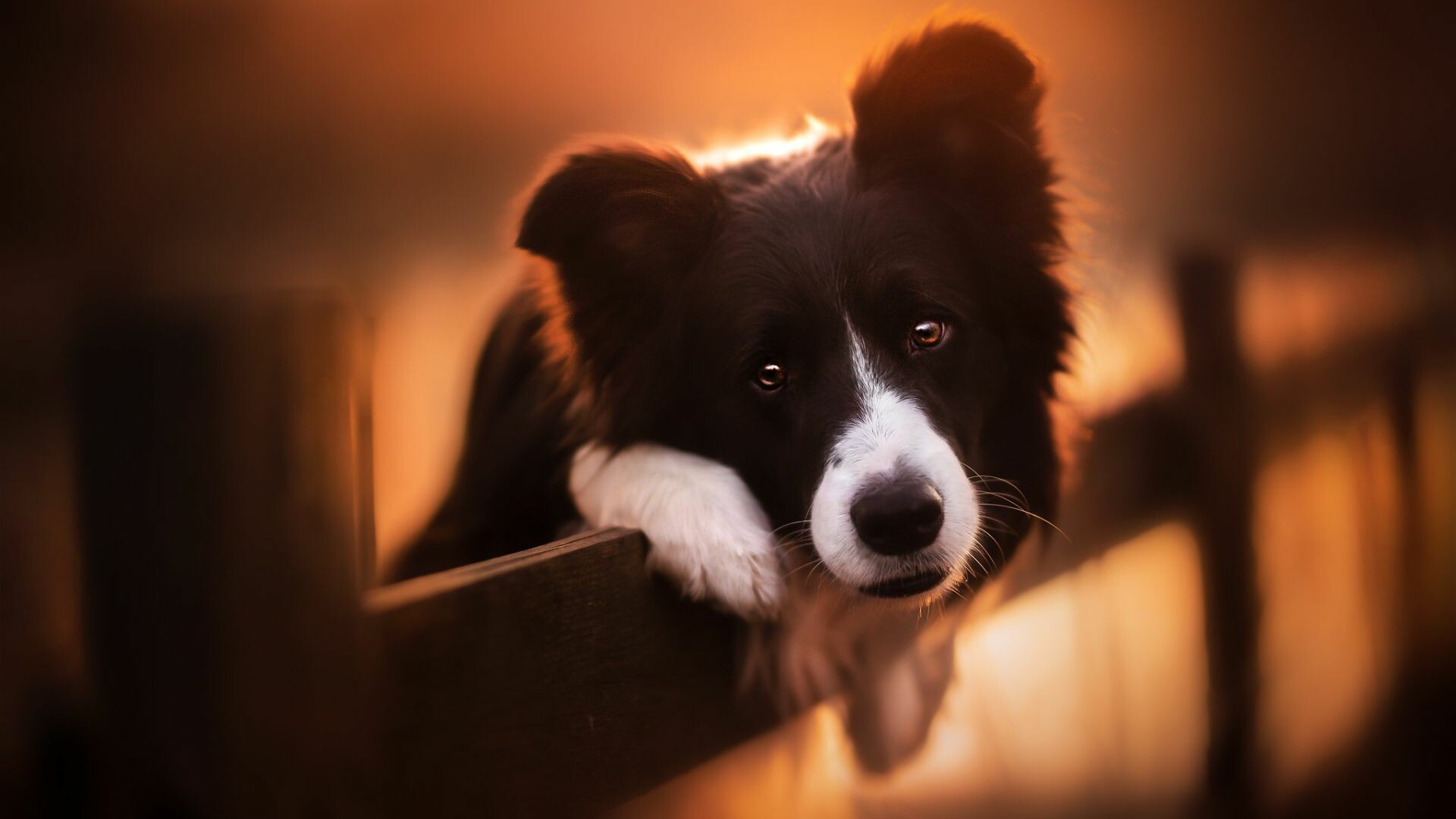 Best, dogs, Stunning, wallpapers, High, quality, images, 1920x1080, Full, HD, Desktop, jpg