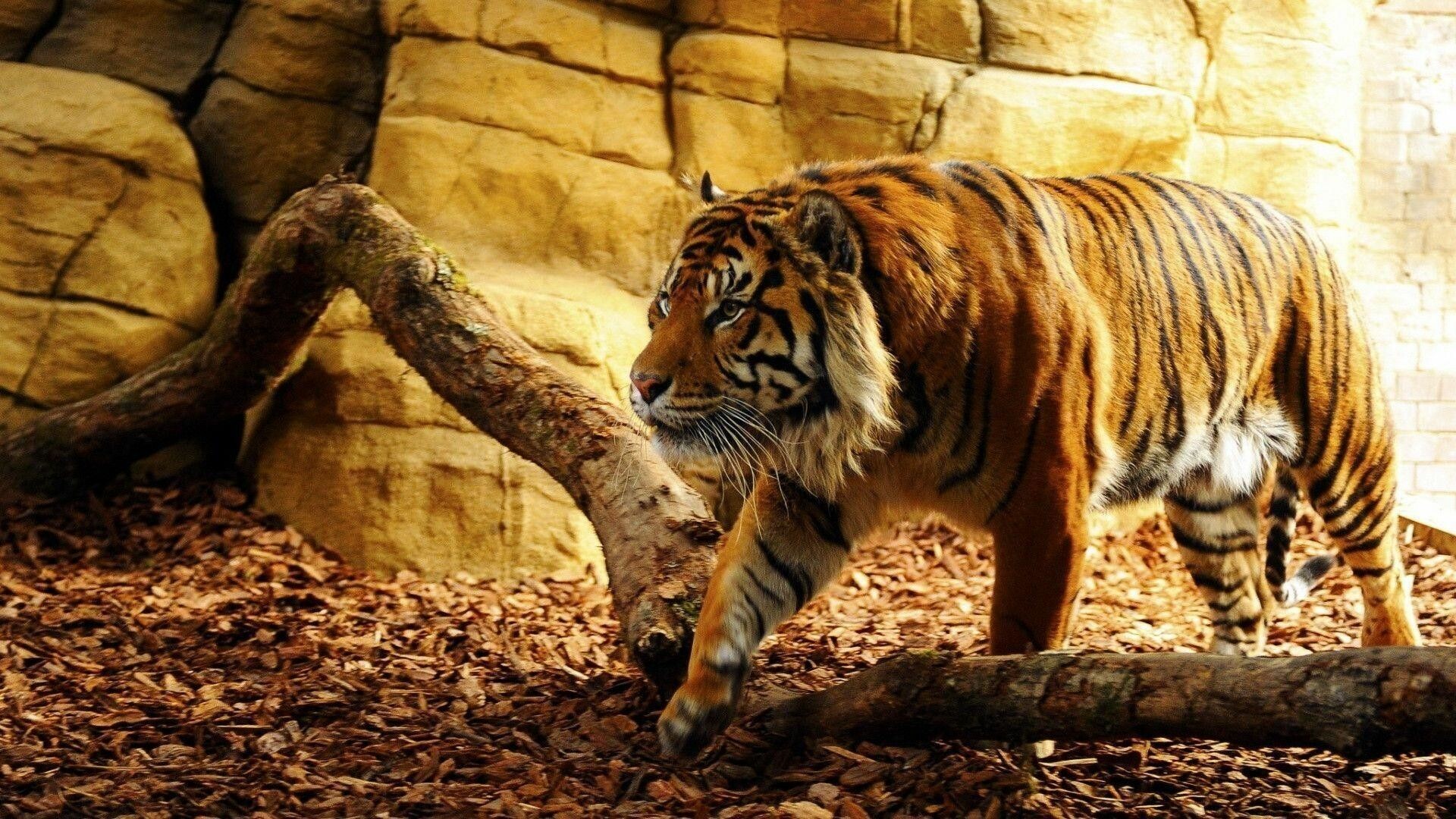 Best, tiger, visuals, Stunning, tiger, photography, 1920x1080, Full, HD, Desktop, jpg