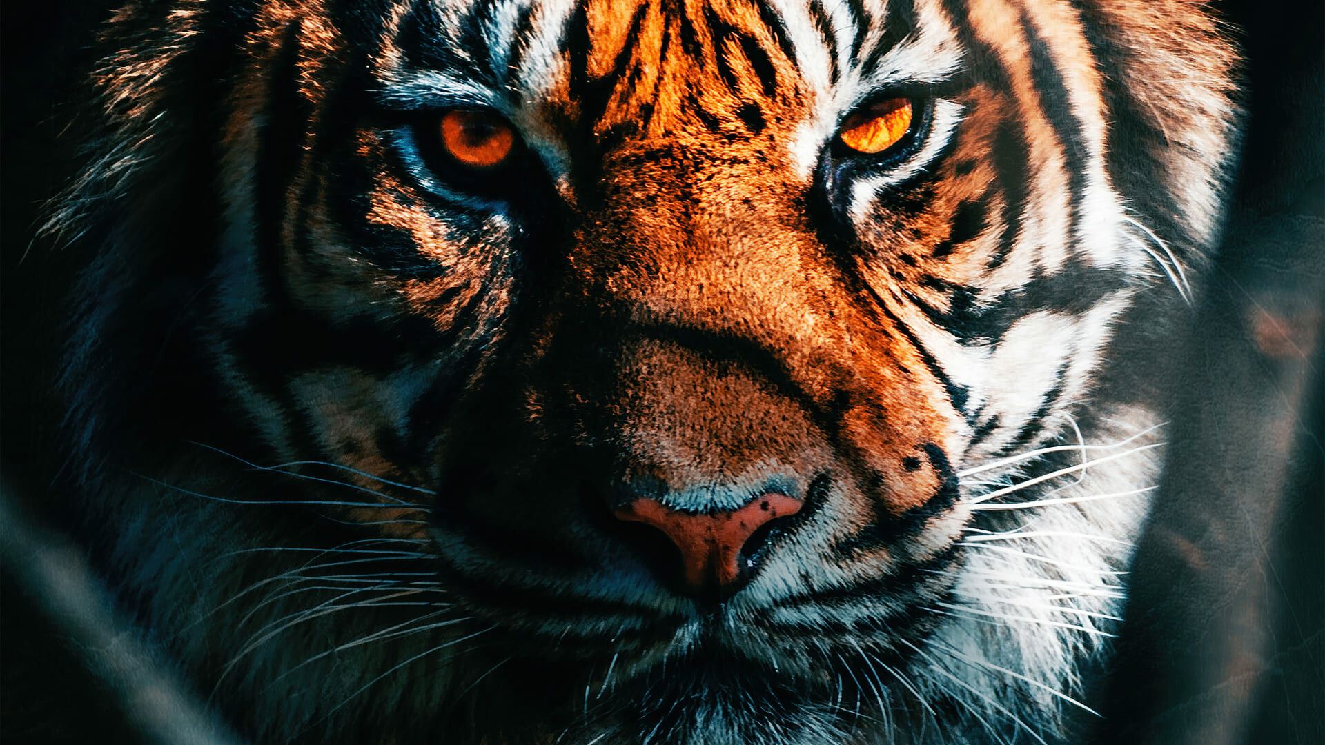 Best, tiger, wallpapers, Striking, images, Captivating, beauty, Stunning, tiger, 1920x1080, Full, HD, Desktop, jpg