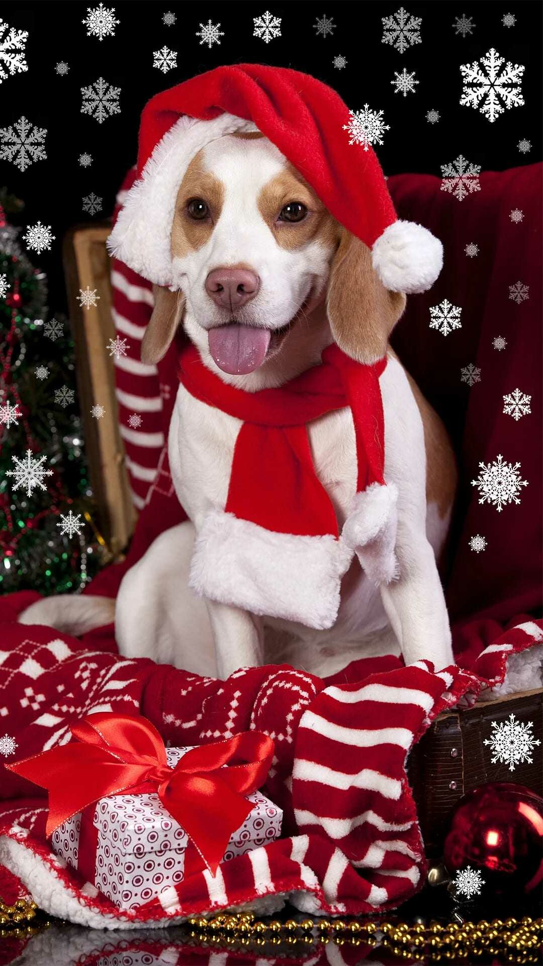 Christmas, dog, Festive, wallpaper, Holiday, spirit, 1080x1920, Full, HD, Phone, jpg