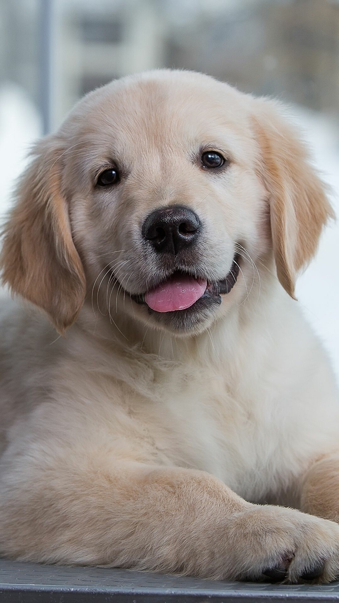 Cute, Golden, Retriever, puppies, Adorable, innocence, Heartwarming, moments, Pure, joy, 1080x1920, Full, HD, Phone, jpg