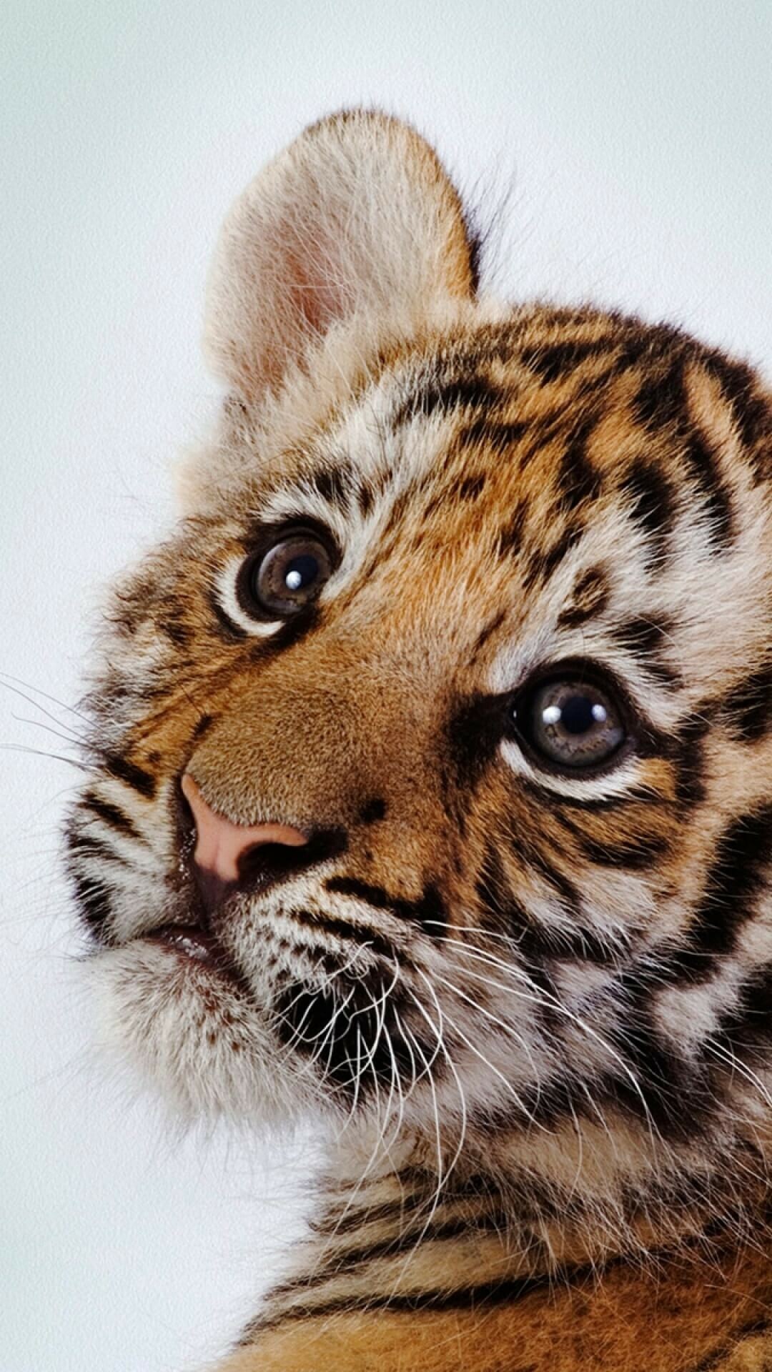 Cute, baby, tiger, Desktop, mobile, tablet, Supreme, wallpaper, Fuzzy, cuteness, 1080x1920, Full, HD, Phone, jpg