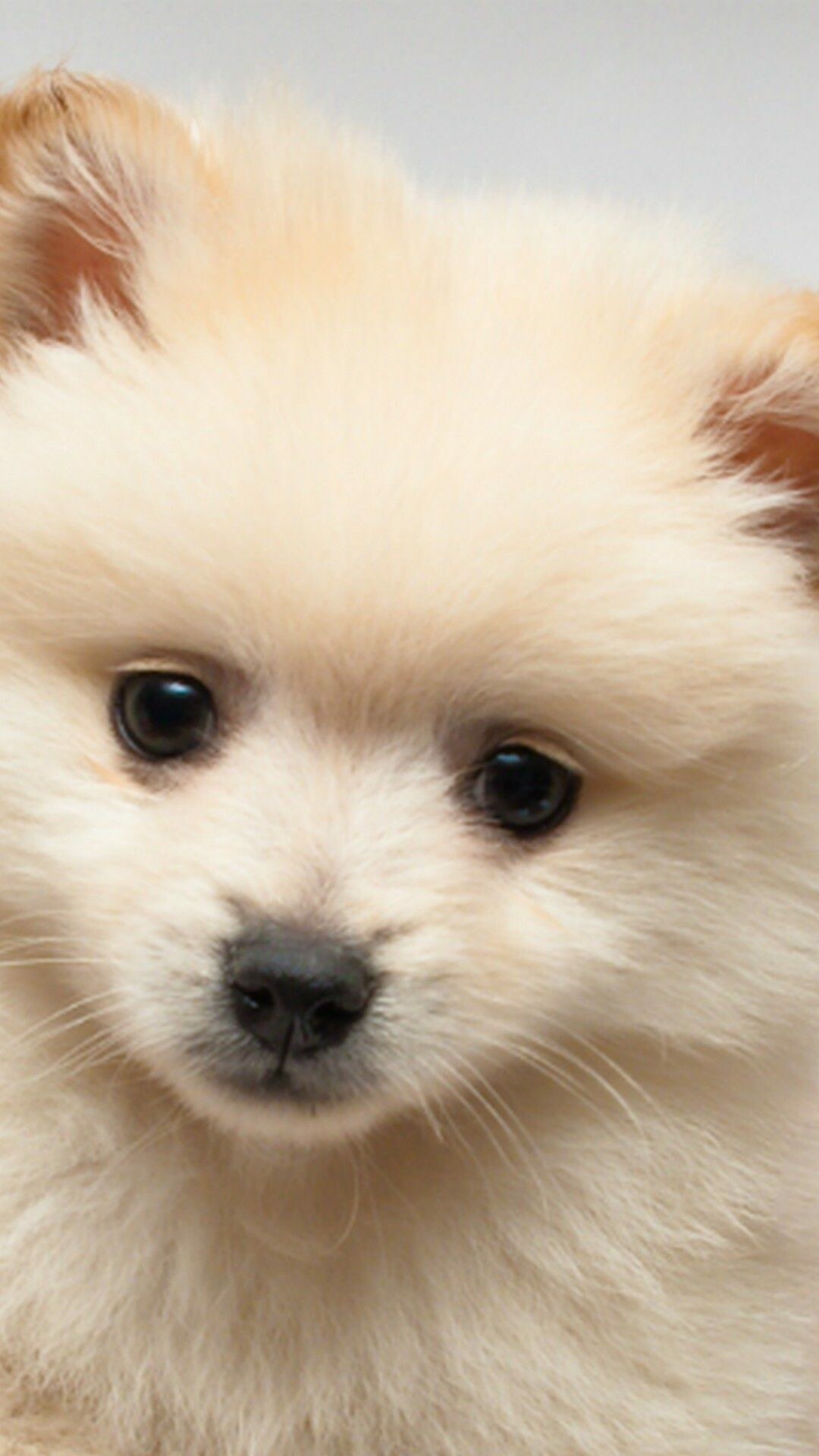 Cute, dog, Adorable, puppy, Lovely, pet, 1080x1920, Full, HD, Phone, jpg