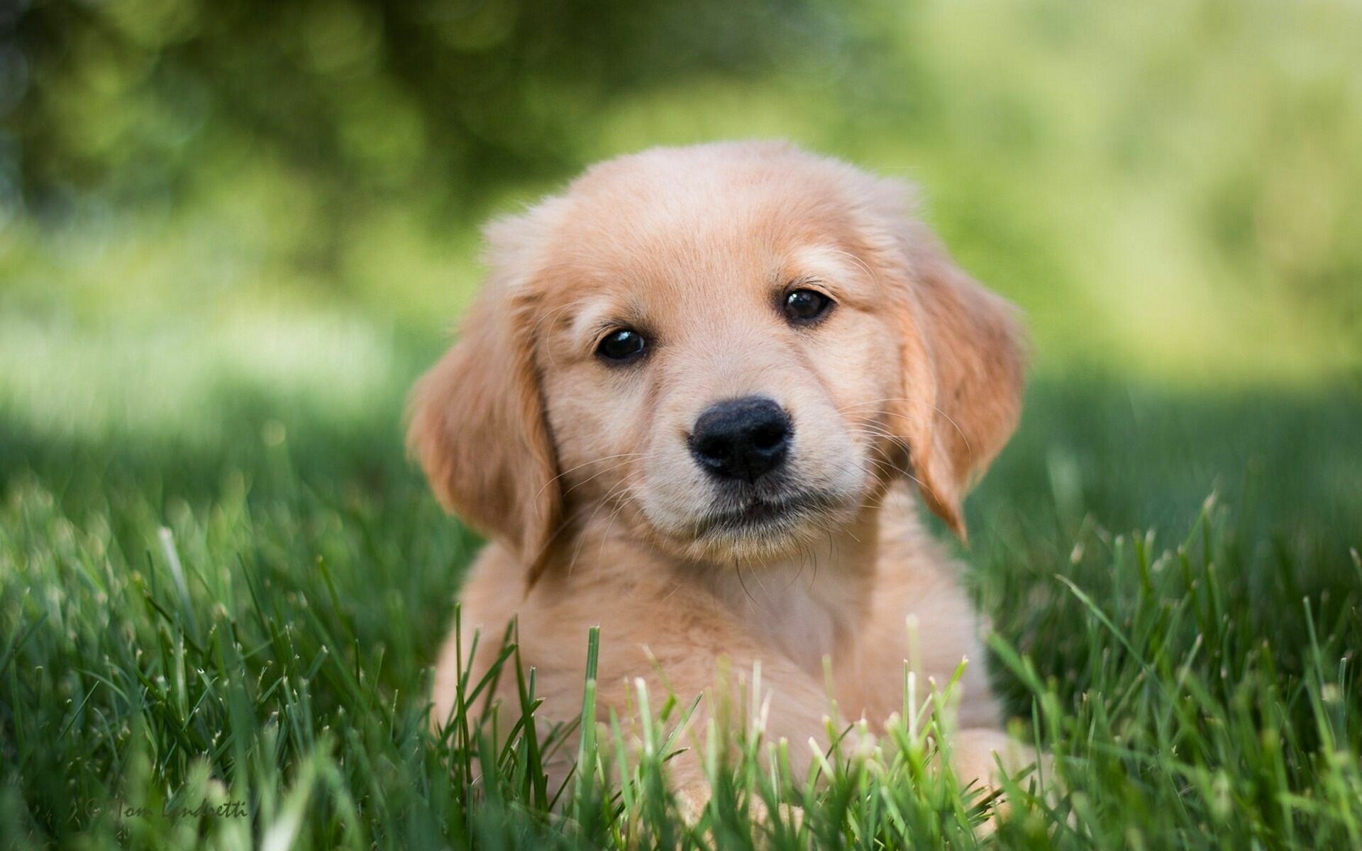 Cute, golden, retriever, Adorable, puppy, Happy, expression, Playful, nature, 1920x1200, HD, Desktop, jpg