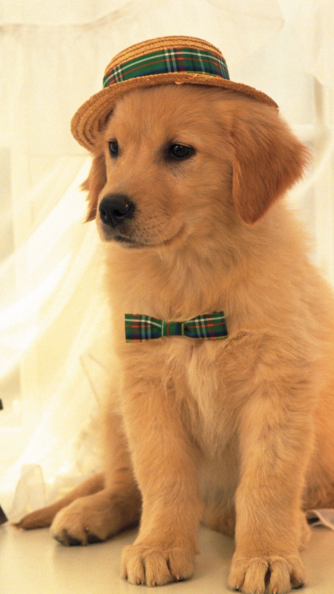 Dog, mobile, wallpapers, Mobile, wallpaper, Dog, Mobile, 1080x1920, Full, HD, Phone, jpg