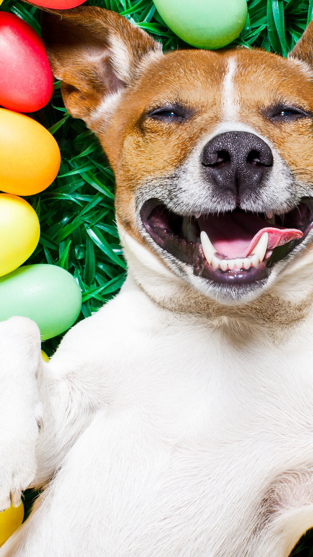 Easter, dog, celebration, Uplifting, 4K, wallpapers, Joyful, atmosphere, Festive, decorations, 1080x1920, Full, HD, Phone, jpg