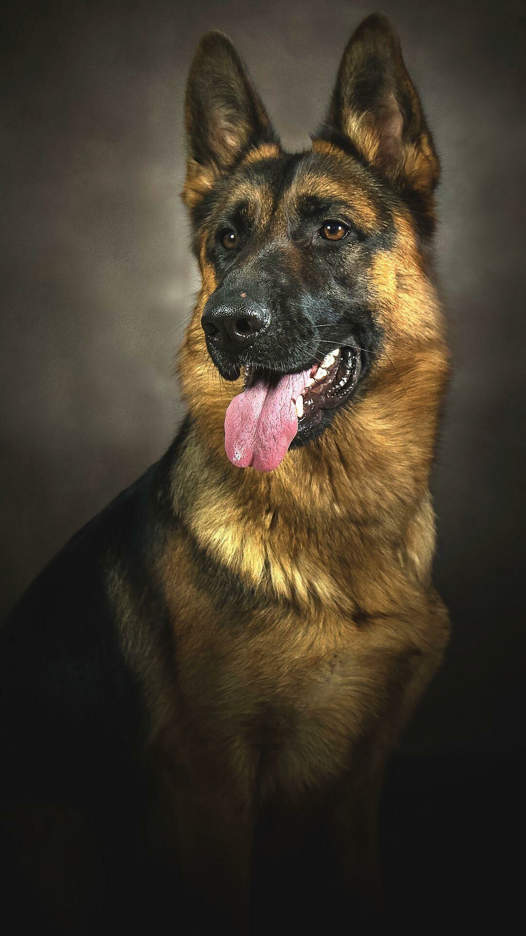 German, shepherd, dog, Majestic, breed, Guardian, 1080x1920, Full, HD, Phone, jpg