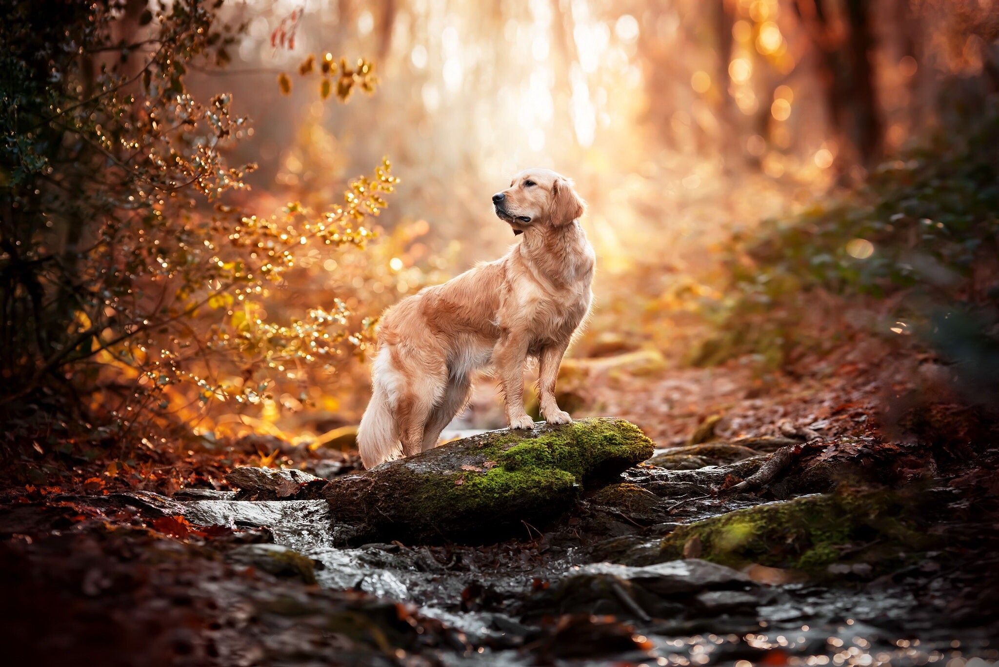 Golden, Retriever, HD, wallpaper, Dog, pet, 2050x1370, HD, Desktop, jpg