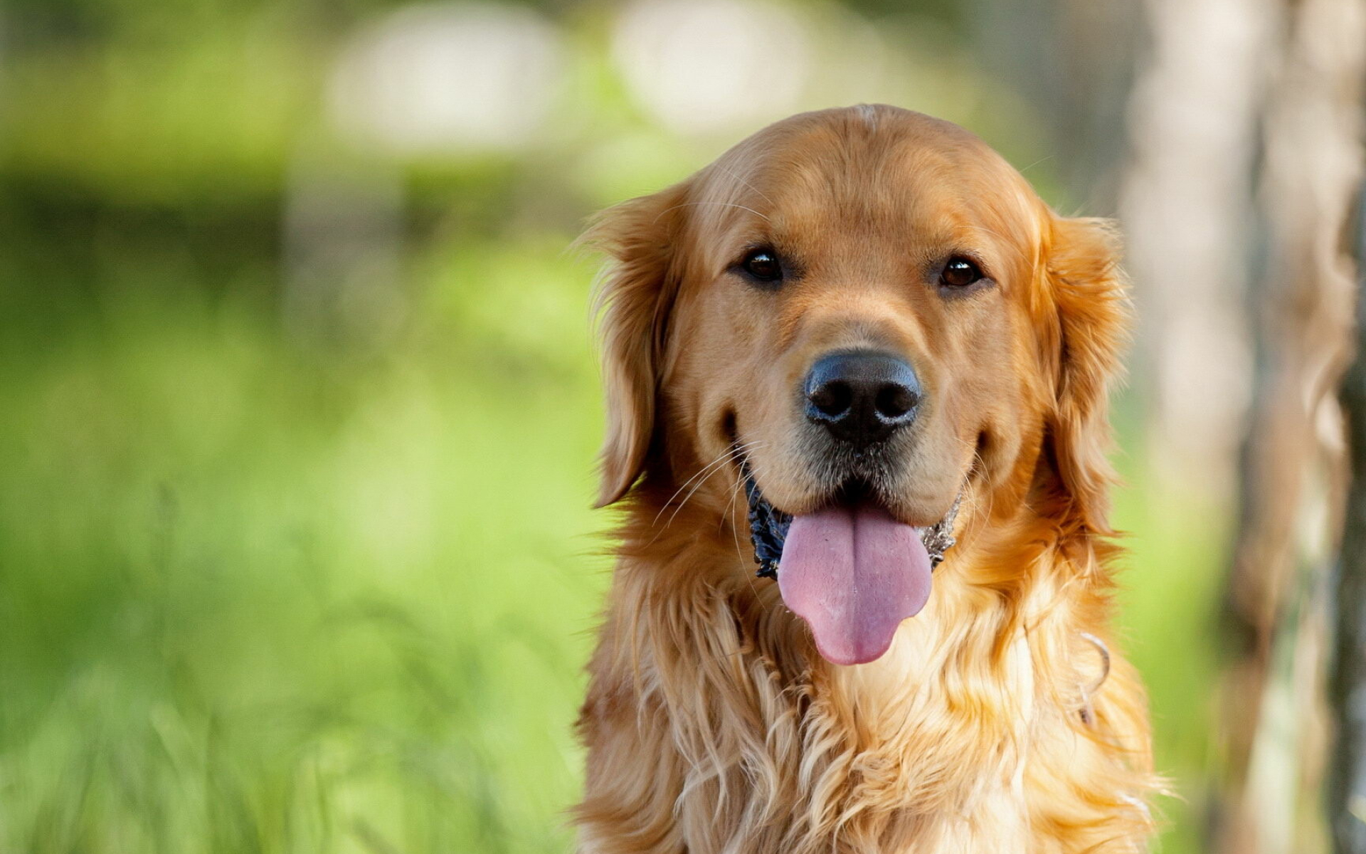 Golden, Retriever, HD, wallpapers, Perfect, pet, companion, Friendly, and, gentle, 1920x1200, HD, Desktop, jpg