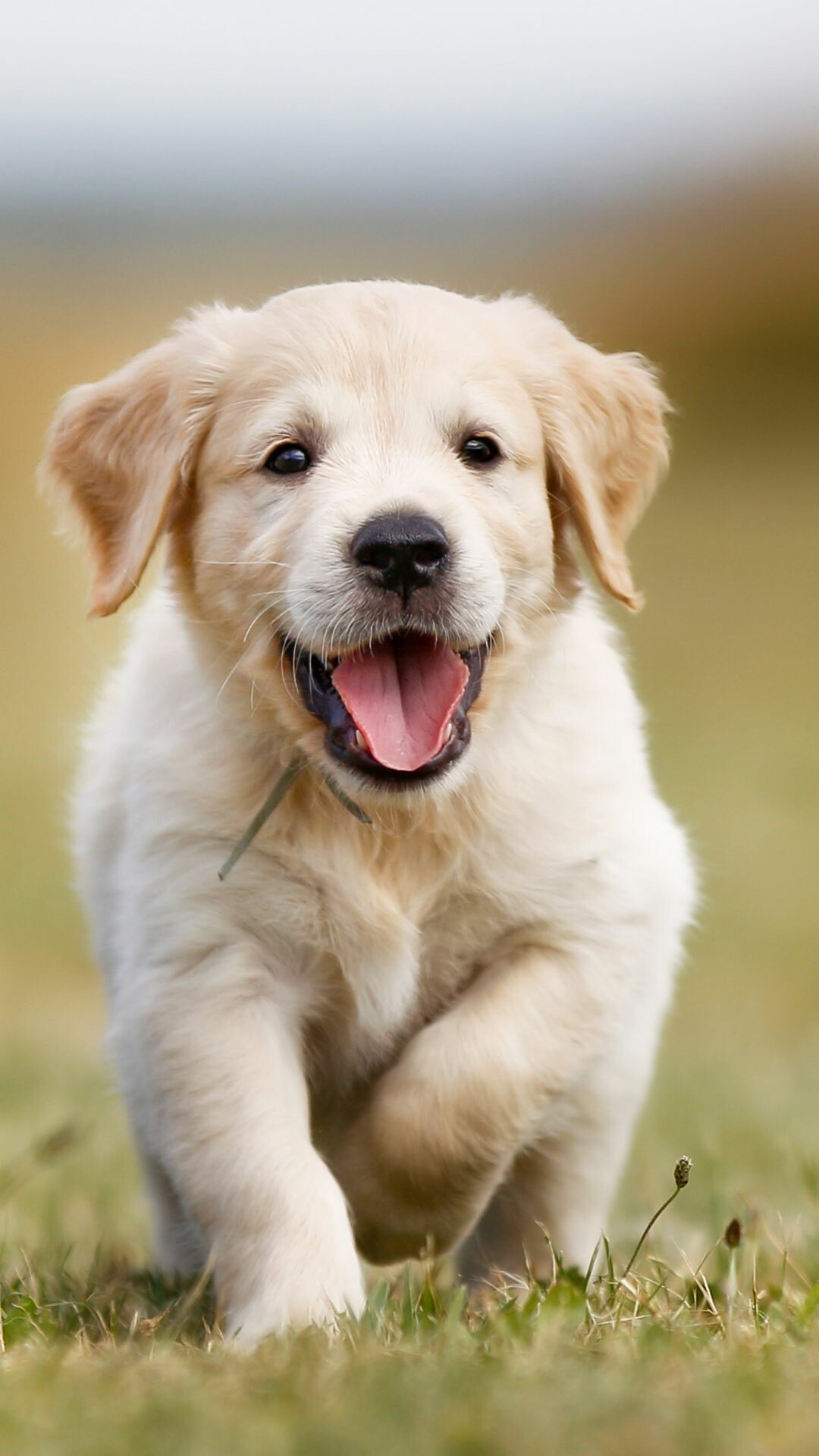 Golden, retriever, puppies, Cute, and, cuddly, Furry, friends, Happy, moments, 1080x1920, Full, HD, Phone, jpg