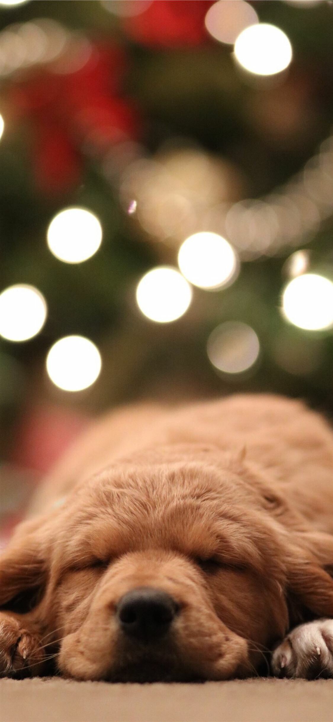 Golden, retriever, puppy, Bokeh, photography, iPhone, 11, wallpapers, Cute, and, playful, 1130x2440, HD, Phone, jpg