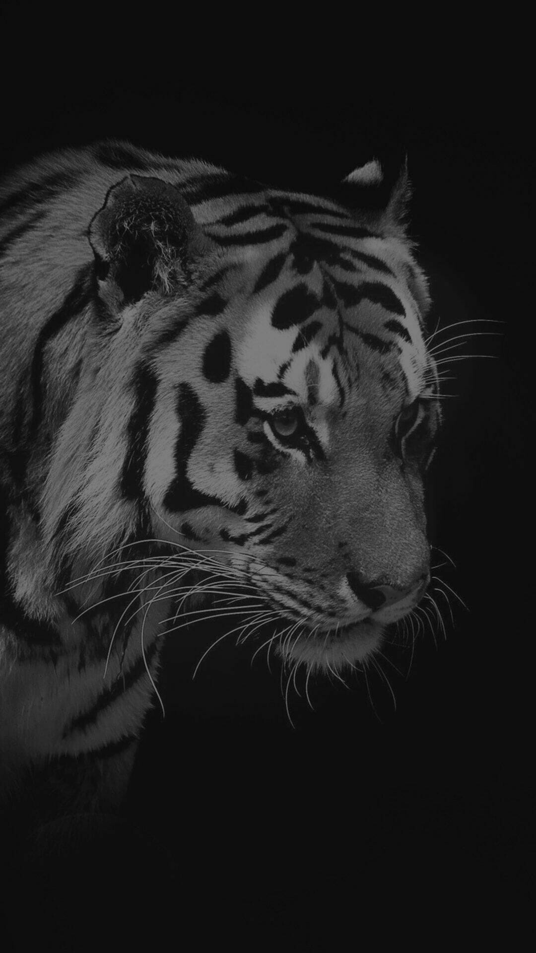 Impressive, tiger, wallpapers, Vibrant, iPhone, and, Android, Stunning, HD, backgrounds, 1080p, and, 4K, quality, 1080x1920, Full, HD, Phone, jpg