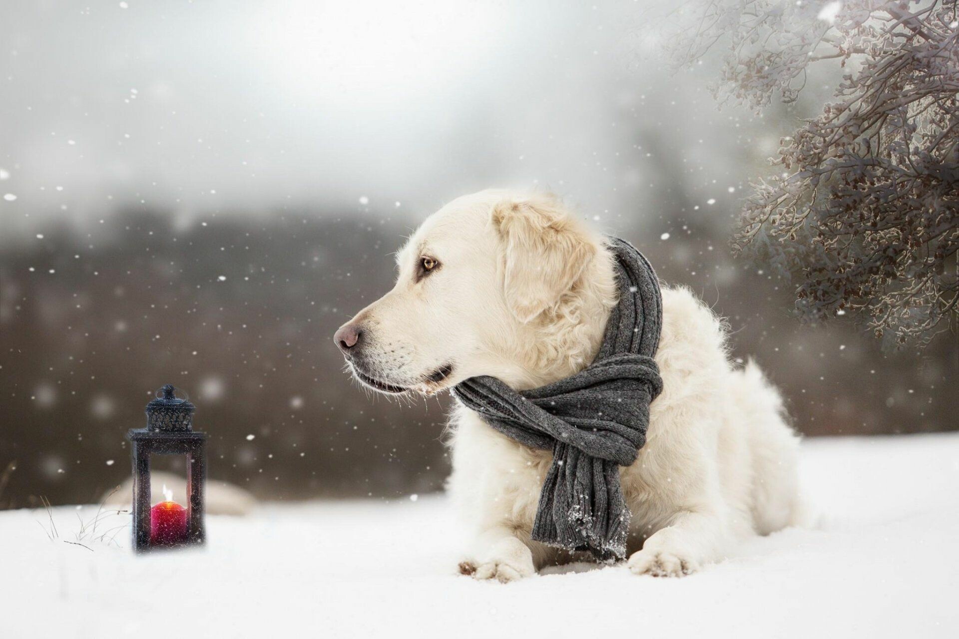 In, snow, Golden, Retrievers, Wallpaper, 1920x1280, HD, Desktop, jpg