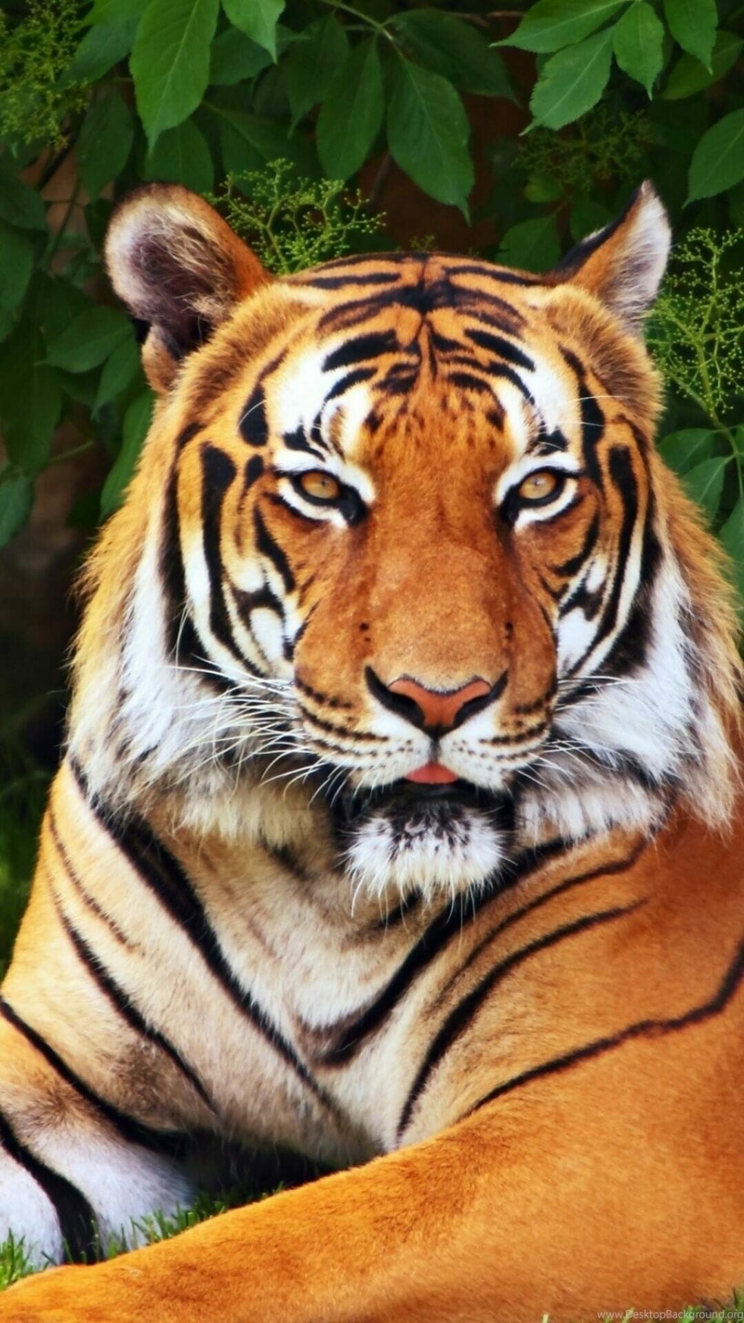 Intriguing, tiger, wallpapers, Vibrant, HD, backgrounds, Impressive, iPhone, and, Android, Stunning, 1080p, visuals, 1080x1920, Full, HD, Phone, jpg