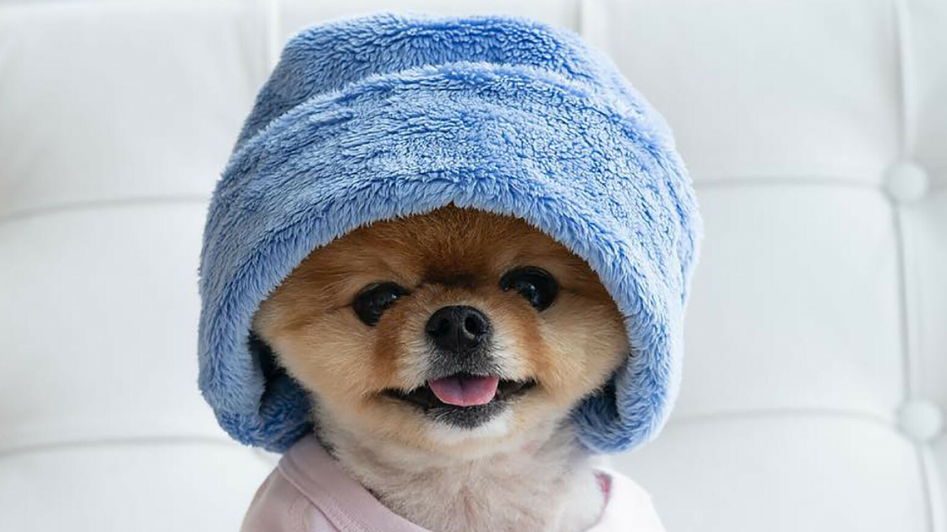 Jiffpom, dog, Popular, pet, Social, media, sensation, 1920x1080, Full, HD, Desktop, jpg