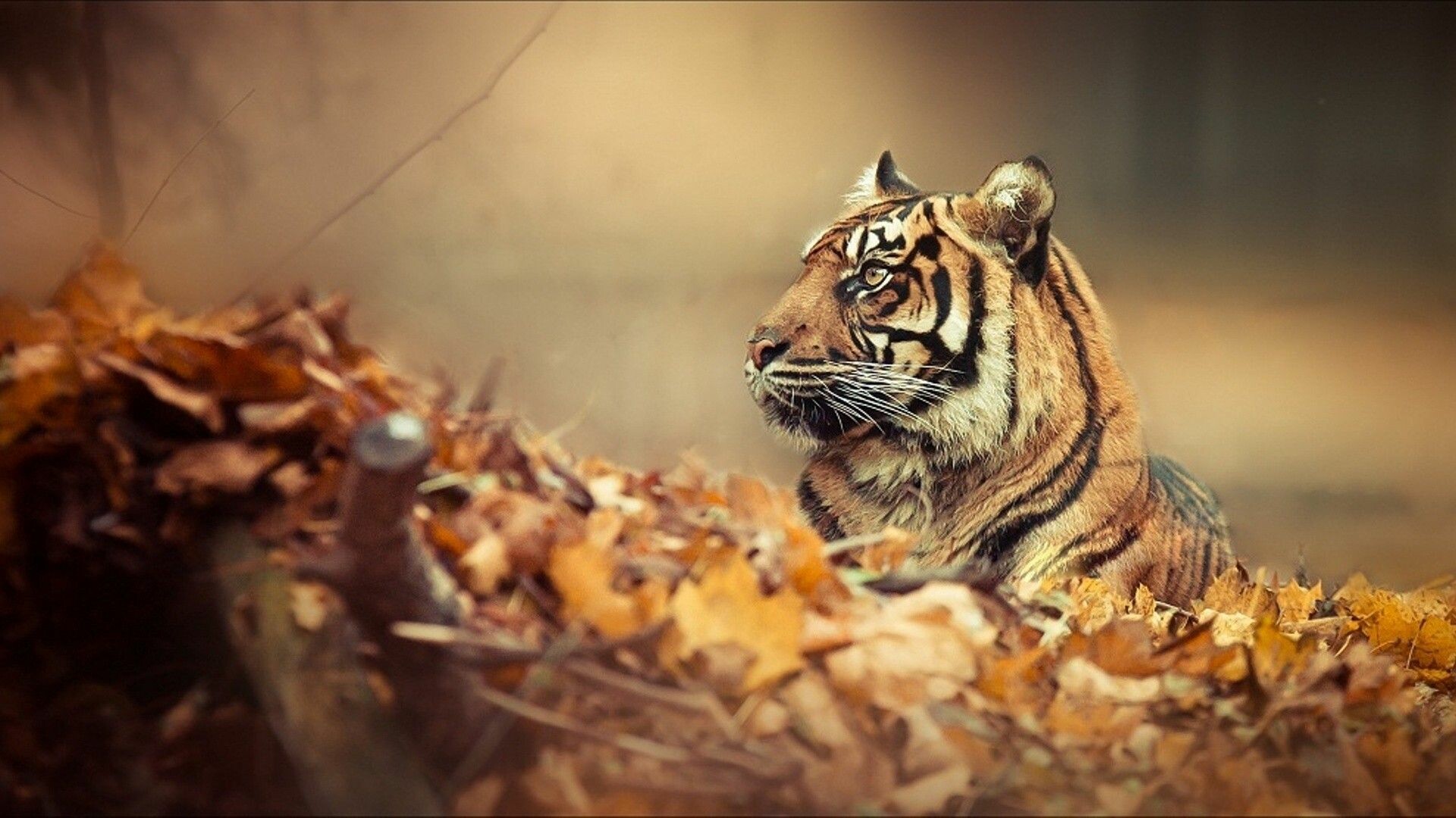 Mac, tiger, wallpapers, Captivating, tiger, Striking, animal, Stunning, imagery, 1920x1080, Full, HD, Desktop, jpg