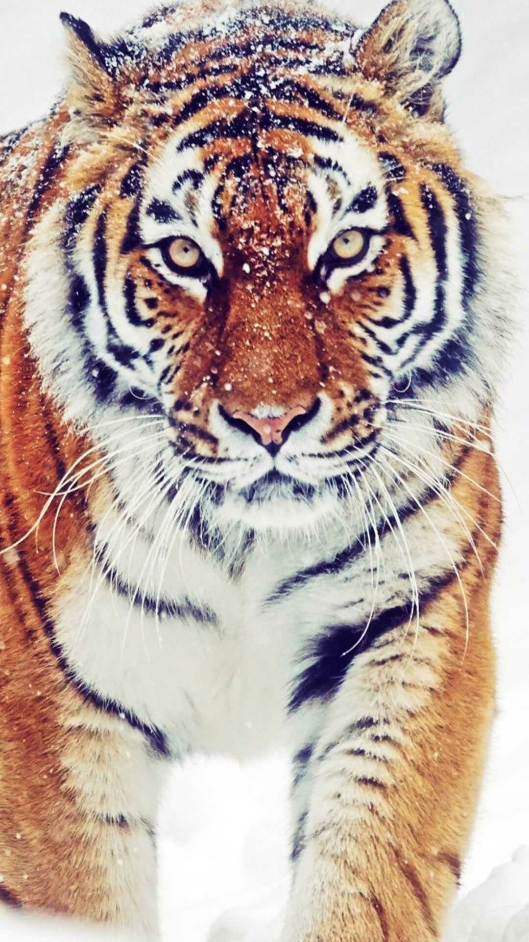 Majestic, tiger, Striking, presence, Fierce, predator, Stunning, stripes, 1080x1920, Full, HD, Phone, jpg
