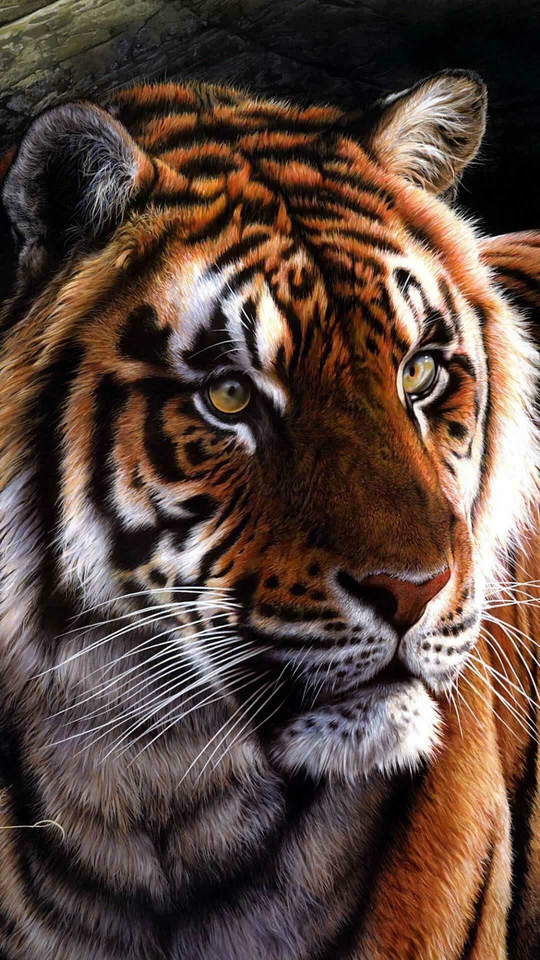 Mesmerizing, tiger, patterns, Elegance, in, the, wild, 1080x1920, Full, HD, Phone, jpg