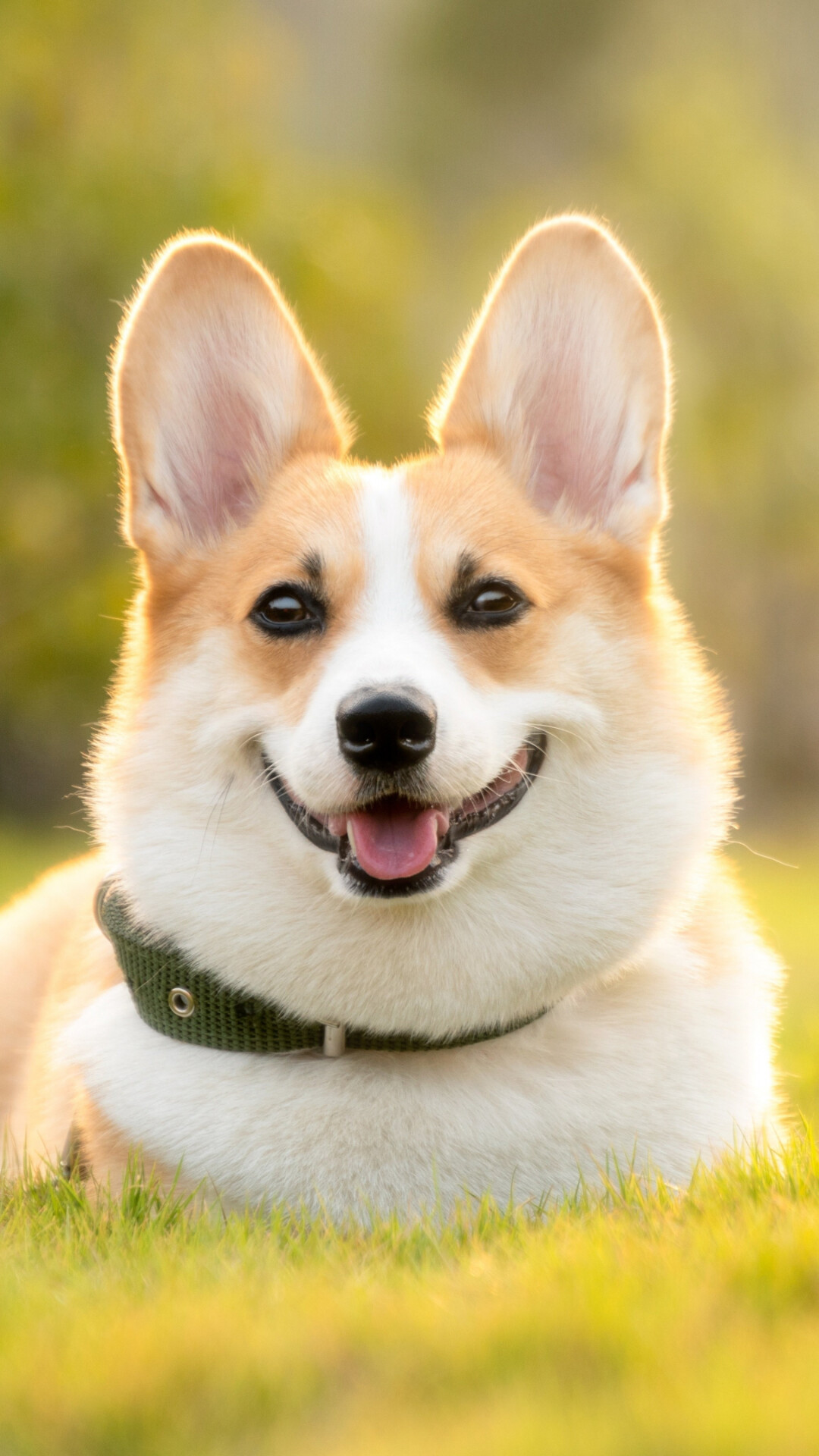 Outdoor, husky, dog, Dog, JPG, Husky, dog, Ultra, HD, 1080x1920, Full, HD, Phone, jpg