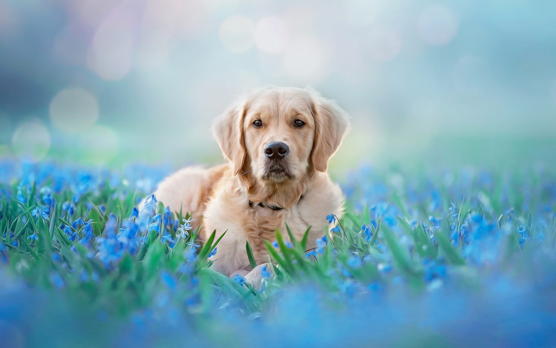 Pet, animal, Meadow, Golden, retriever, Widescreen, wallpaper, 1920x1200, HD, Desktop, jpg