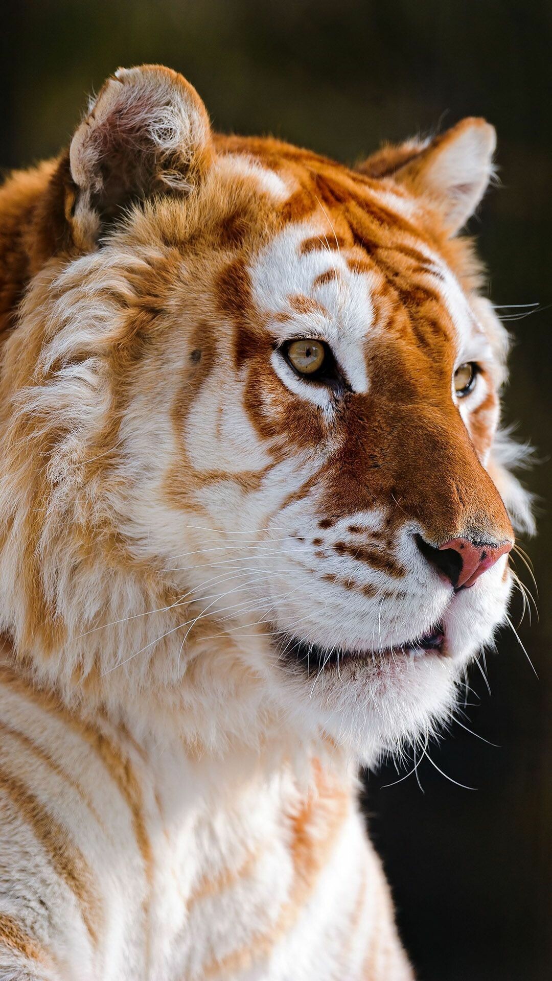 Regal, tiger, Intense, stare, Untamed, wilderness, Natural, elegance, 1080x1920, Full, HD, Phone, jpg