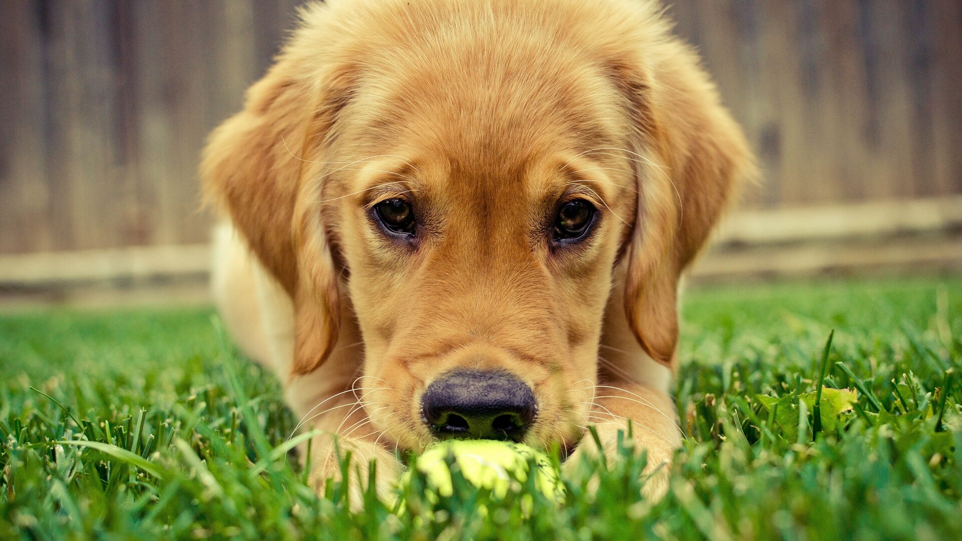 Sad, eyes, Golden, Retrievers, Wallpaper, 1920x1080, Full, HD, Desktop, jpg