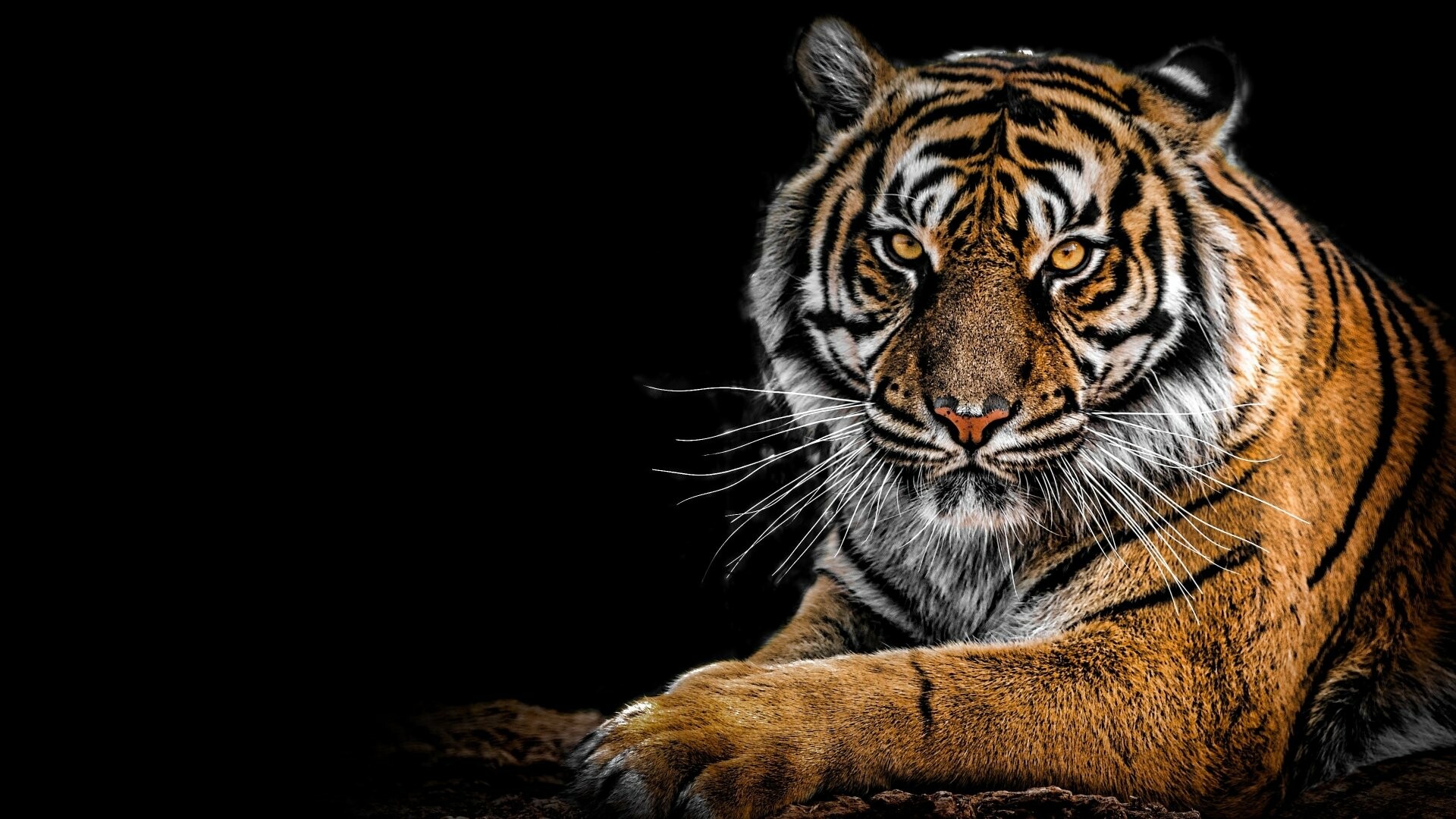 Siberian, tiger, Ultra, HD, wallpapers, Winter, landscapes, Majestic, charisma, 1920x1080, Full, HD, Desktop, jpg