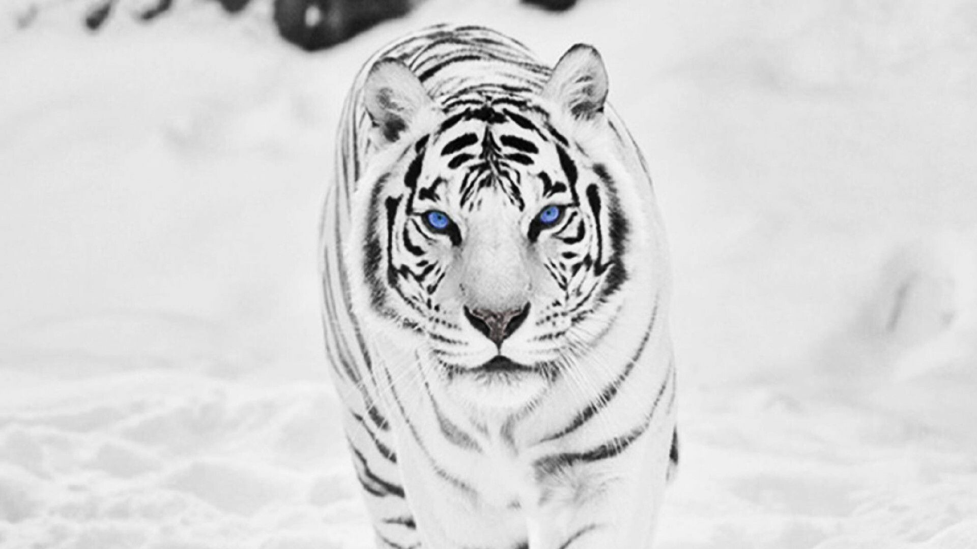 Snowy, tiger, 4K, HD, wallpapers, Winter, wonderland, Majestic, grace, 1920x1080, Full, HD, Desktop, jpg