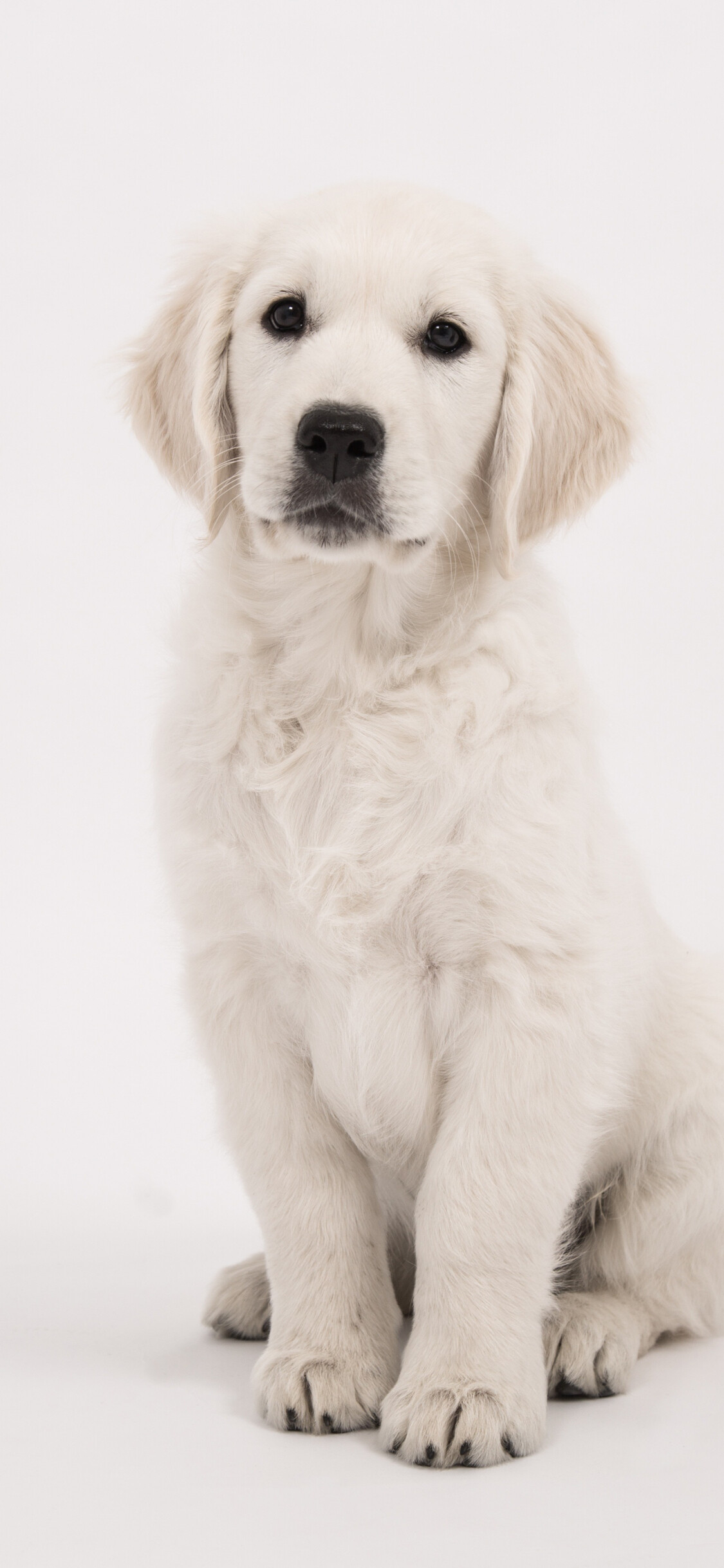 Staring, cute, animal, Golden, Retriever, Mesmerizing, gaze, Irresistible, charm, 1130x2440, HD, Phone, jpg