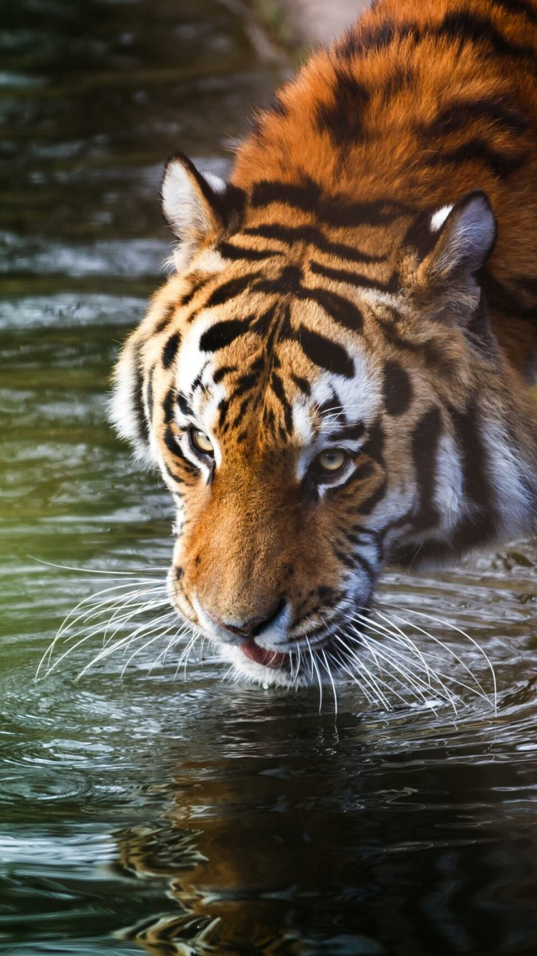 Tiger, 4K, phone, wallpapers, Dynamic, displays, Roaring, power, Pocket, beauty, 1080x1920, Full, HD, Phone, jpg