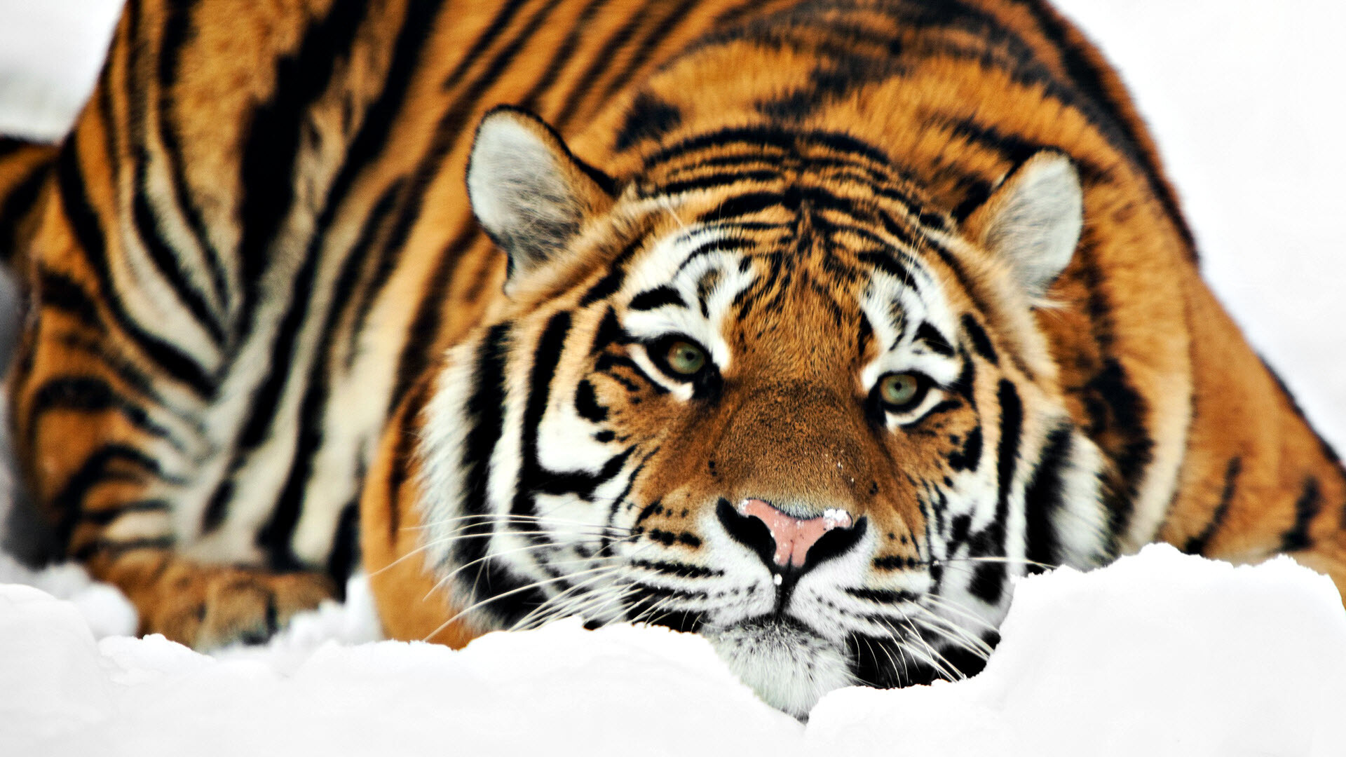 Tiger, in, 1080p, High, definition, power, Striking, animal, Captivating, wallpaper, 1920x1080, Full, HD, Desktop, jpg