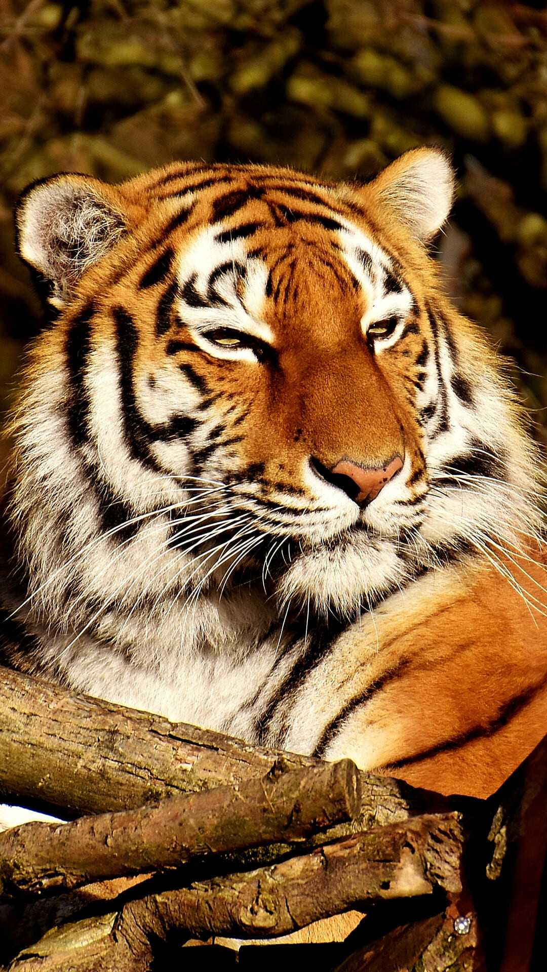 Tiger, smartphone, wallpaper, Exquisite, design, Thypix, 42, Mobile, beauty, 1080x1920, Full, HD, Phone, jpg