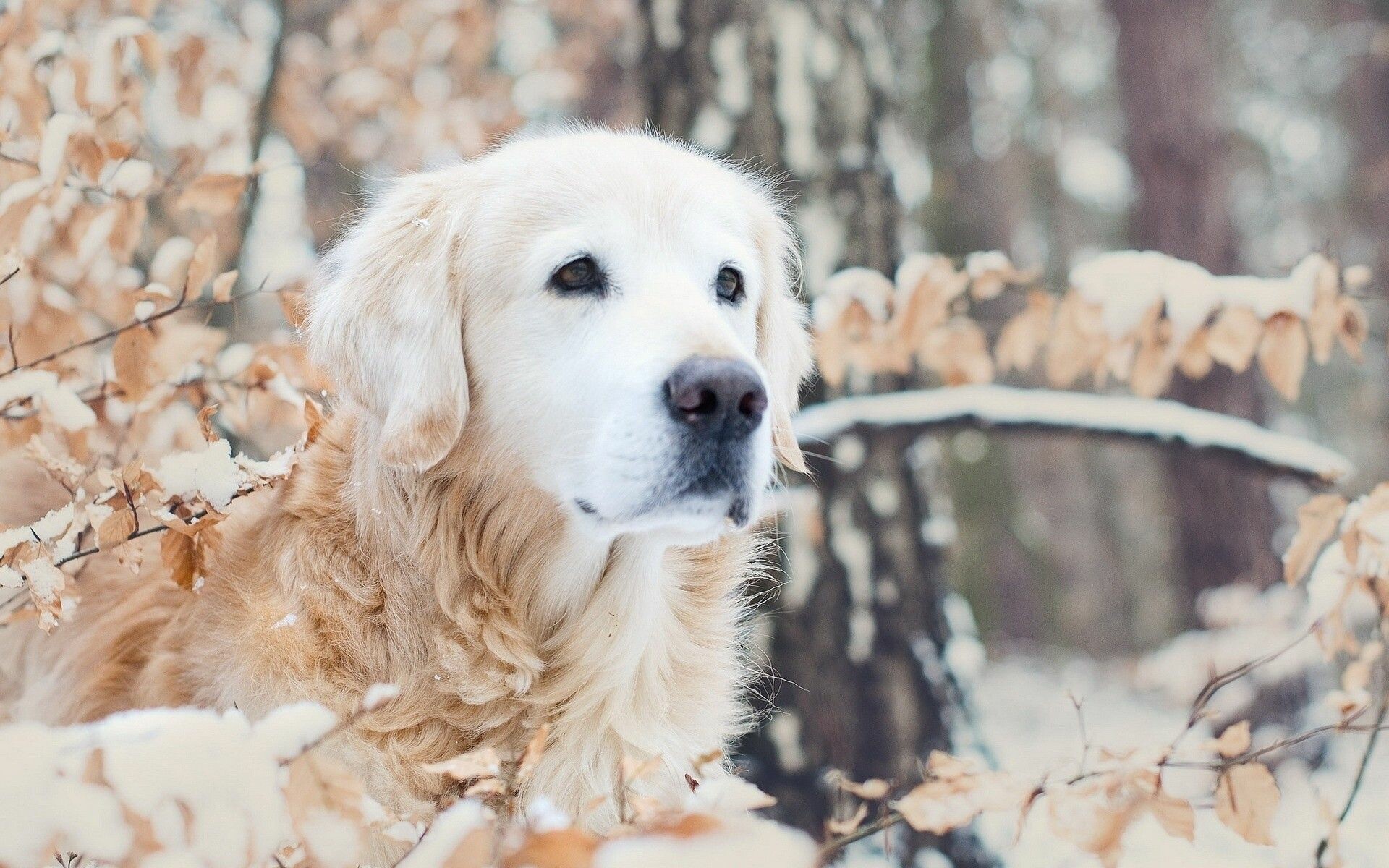 White, golden, retriever, 4K, HD, Beautiful, background, Graceful, appearance, 1920x1200, HD, Desktop, jpg